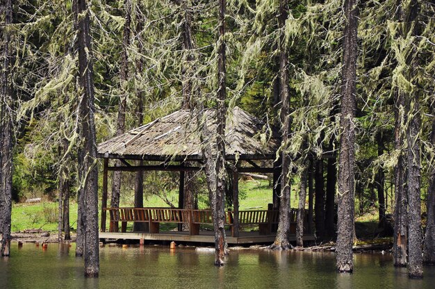 Árboles por lago