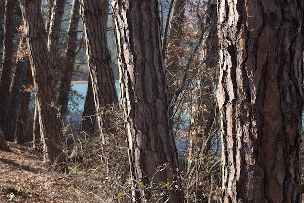 Árboles en el lago