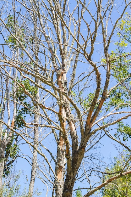 árboles a lo largo del río alberche en España