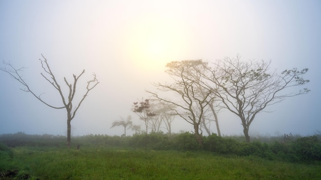 árboles en la mañana brumosa