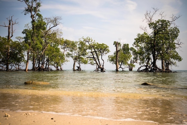 Árboles de mangle en la playa de la belleza