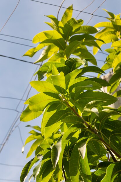 Foto Árboles de mango tropical con hojas verdes.
