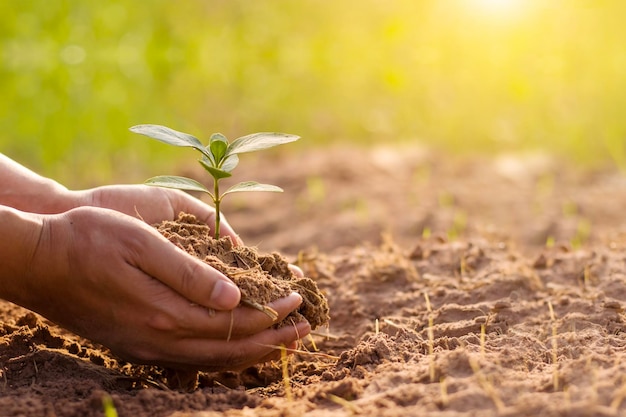 Foto Árboles y manos humanas plantando árboles en el concepto de suelo de reforestación y protección del medio ambiente