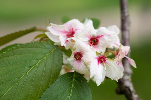 Los árboles de manzana florecieron de cerca de flores blancas y rosas de un árbol frutal en una rama sobre un fondo borroso