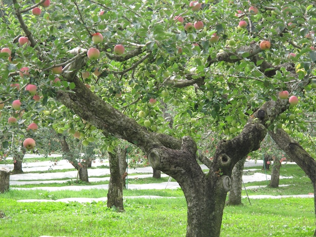 Foto Árboles de manzana en el parque