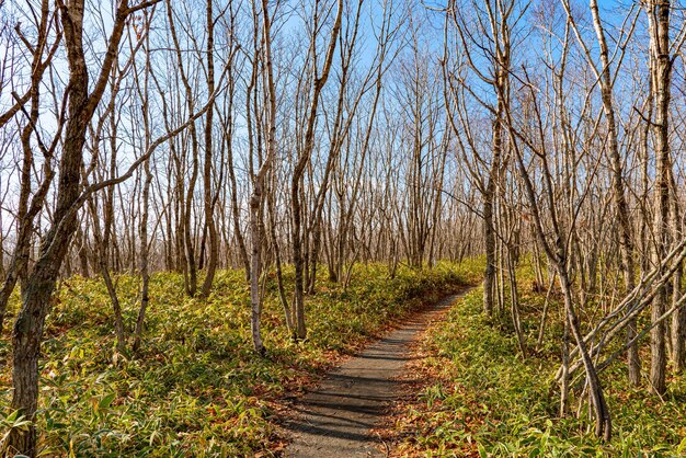 Foto Árboles marchitos y sendero en el bosque en un día soleado un concepto de senderismo fondos