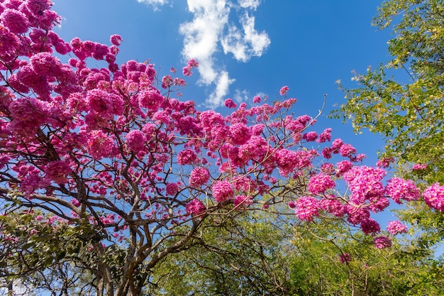 Foto los árboles más bellos en flor trompeta rosada tabebuia impetiginosa