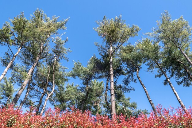 árboles mediterráneos