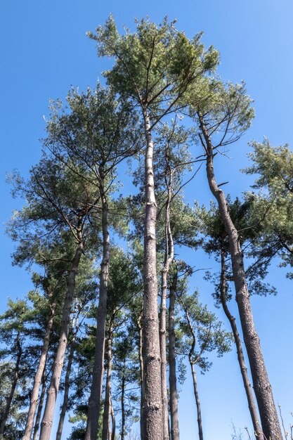 Foto Árboles mediterráneos