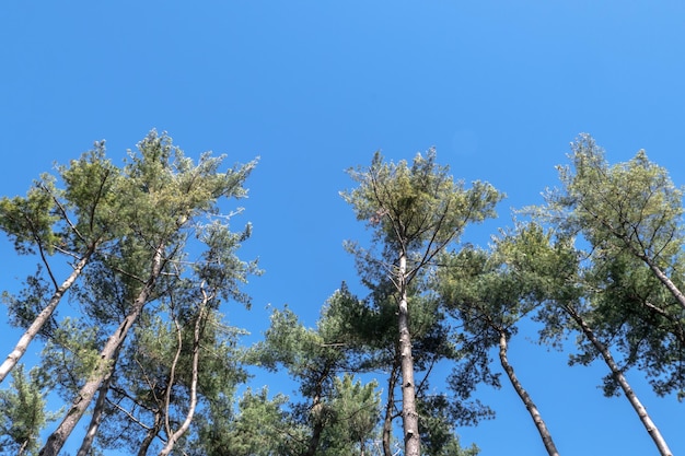 árboles mediterráneos