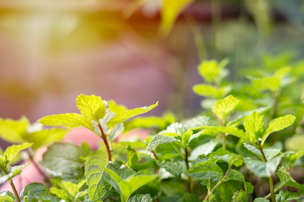 Los árboles de menta fresca en el jardín es una hierba medicinal utilizada para decorar y cocinar alimentos aromáticos