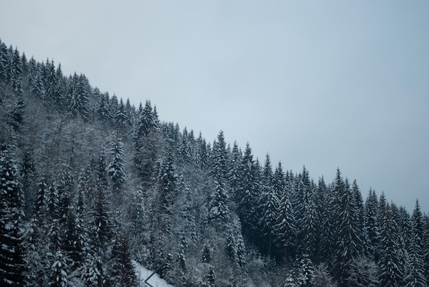 Los árboles en la montaña con nieve.