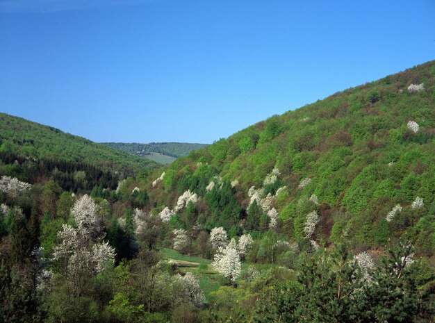 Árboles en las montañas contra un cielo despejado