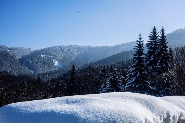Árboles y montañas cubiertas de nieve contra un cielo azul claro