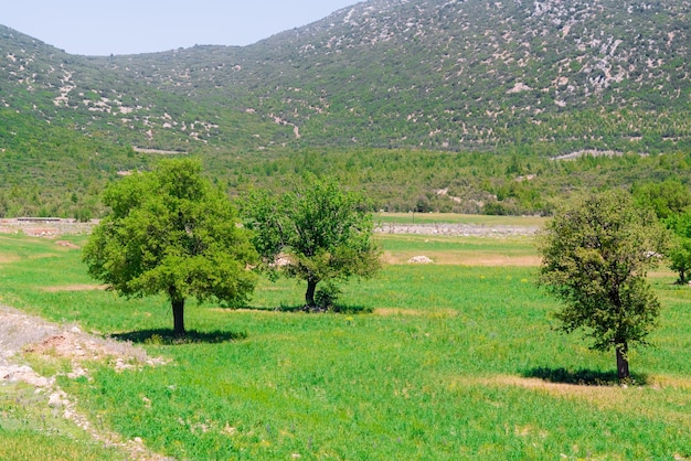 Los árboles de las montañas llanas al fondo.