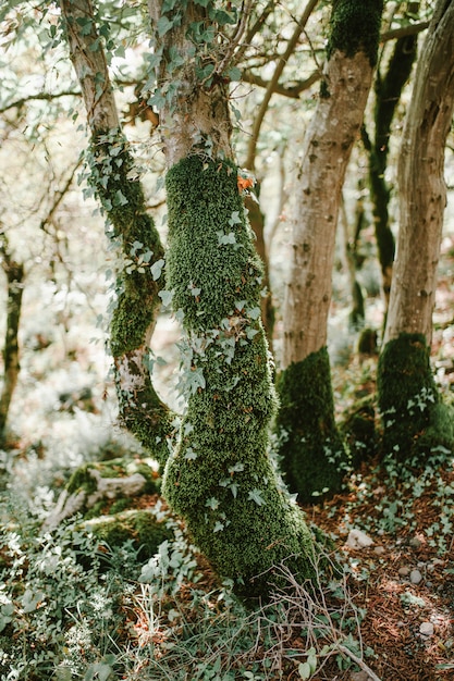 Foto Árboles en moss en el bosque.