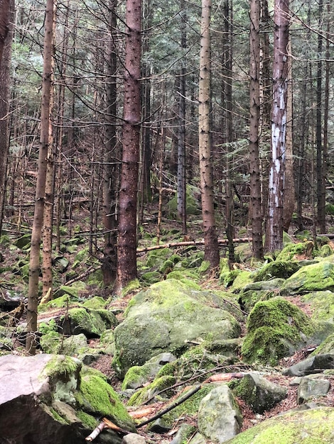 Árboles con muchas piedras