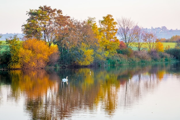 Los árboles multicolores otoñales se reflejan en el río en el que flota el cisne blanco_