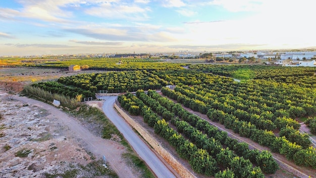 Árboles de naranja creciendo en el campo contra el cielo