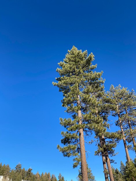 Foto Árboles naturales