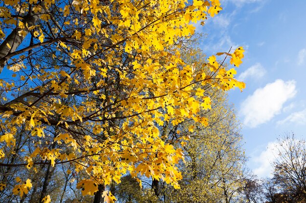 arboles y naturaleza en el otoño