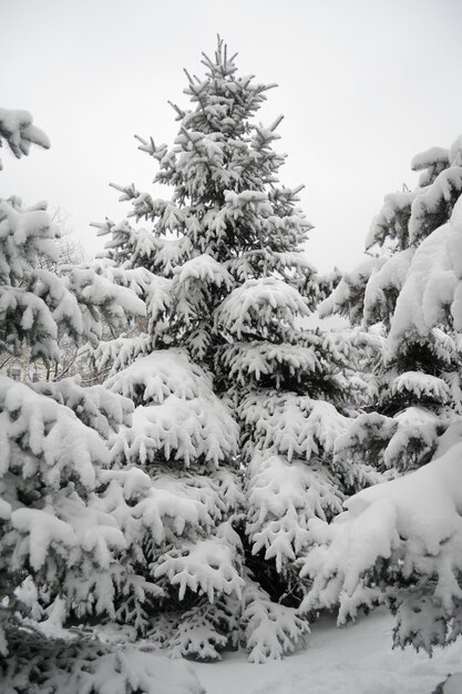 Foto Árboles de navidad bajo un hermoso paisaje invernal cubierto de nieve