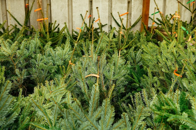 Los árboles de navidad a la venta en una finca.