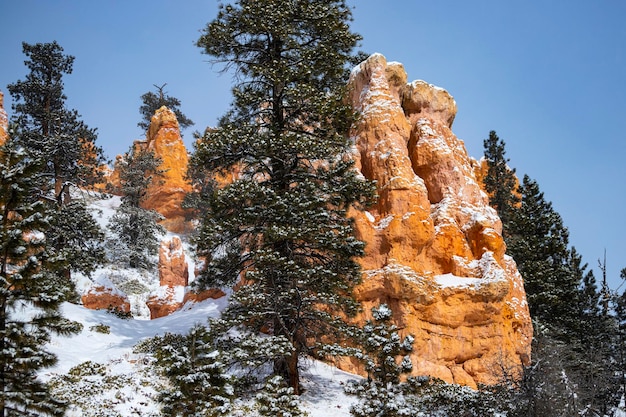 árboles nevados y formaciones rocosas masivas durante el invierno en bryce canyon national, invierno en los estados unidos