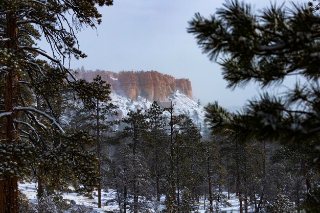 árboles nevados y formaciones rocosas masivas durante el invierno en el parque nacional bryce canyon, invierno en estados unidos