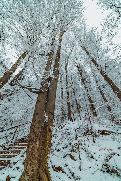 Árboles nevados en un parque de montaña