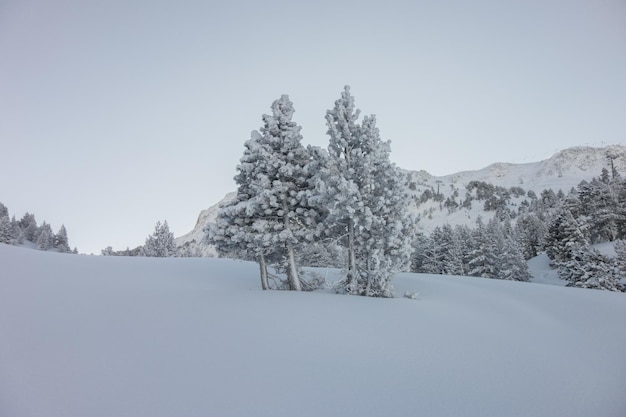 árboles nevados