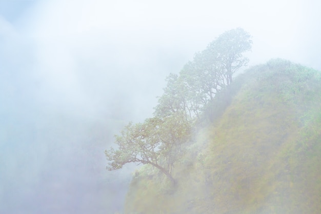 Foto Árboles y niebla en una cumbre de montaña