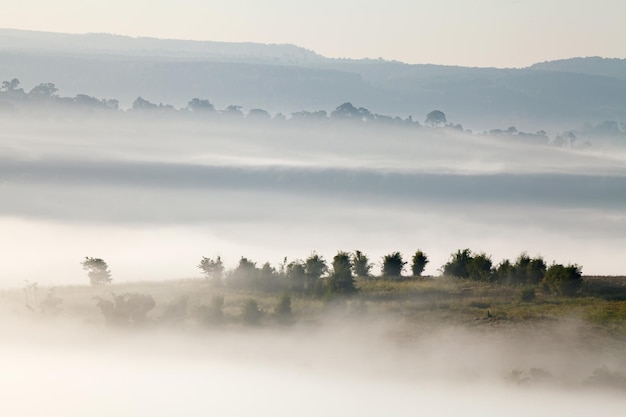 árboles en la niebla