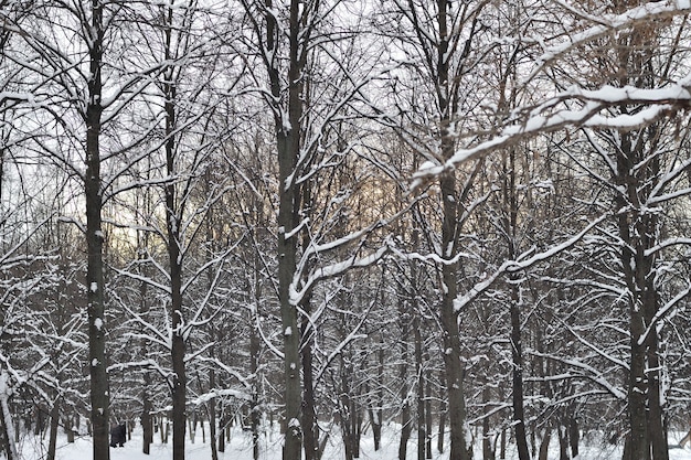 Árboles en la nieve en el bosque de invierno al atardecer, parque de invierno en la nieve