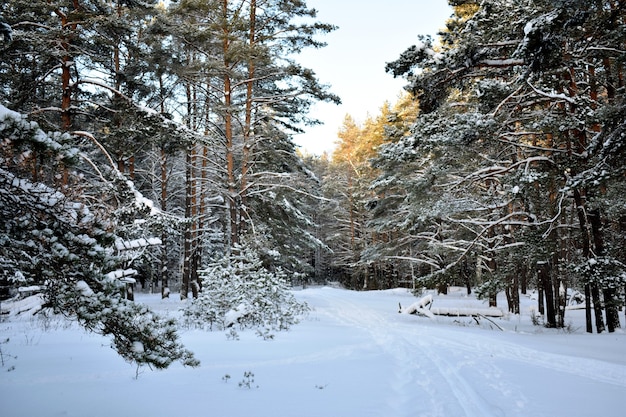 Árboles en la nieve en el bosque de invierno