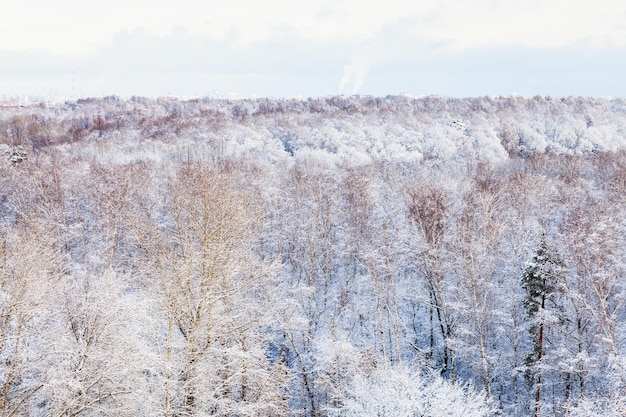 Árboles de nieve en el bosque en invierno