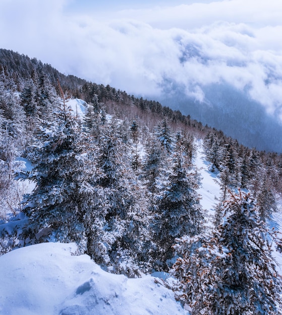 Árboles de nieve rusos. Paisaje invernal en la montaña de Falaza