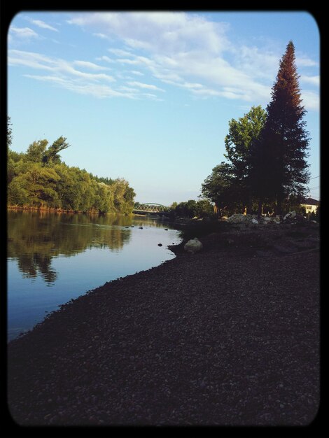 Foto Árboles en la orilla del río