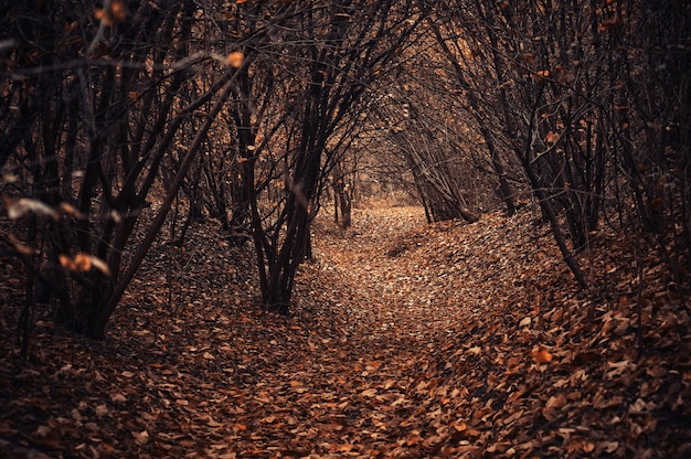 Foto arboles otoñales