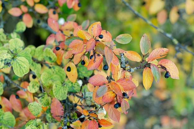 árboles de otoño con bayas negras en un día soleado