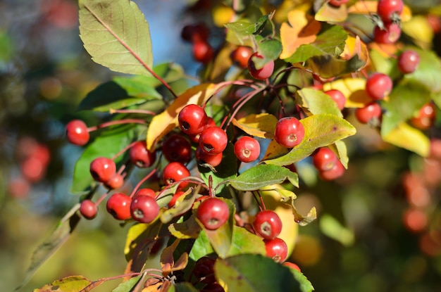 árboles de otoño con bayas rojas en un día soleado