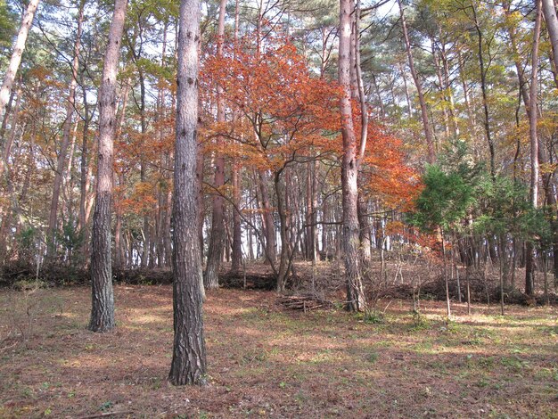 Foto Árboles de otoño en el bosque