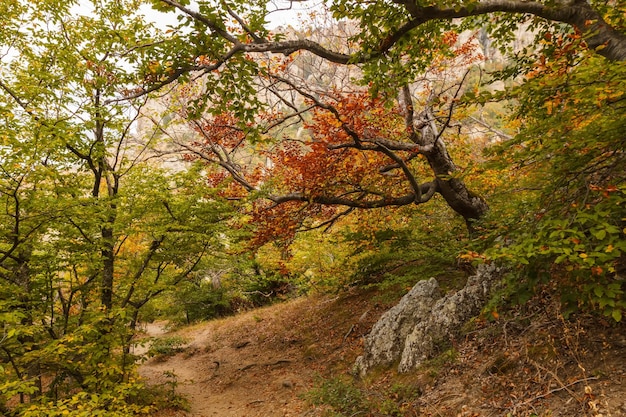 Árboles de otoño en el camino a través de la cordillera de Demerdzhi Crimea