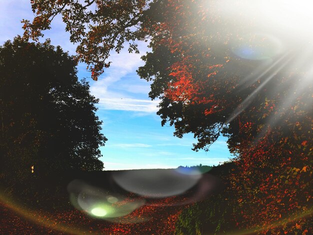 Foto Árboles de otoño en un día soleado y brillante