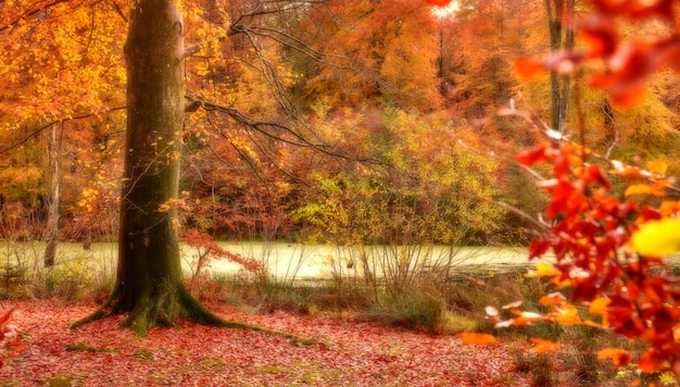 árboles de otoño es otoño