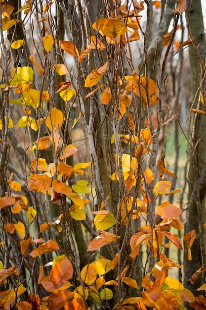 Foto Árboles de otoño con hojas amarillas en otoño