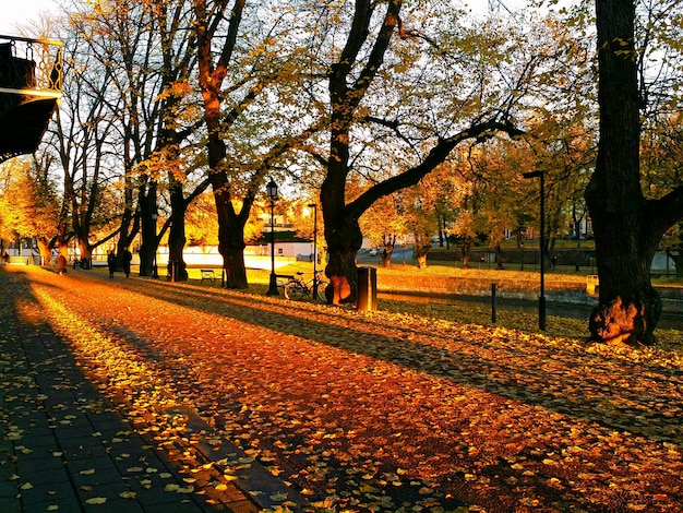 Foto Árboles de otoño en el parque