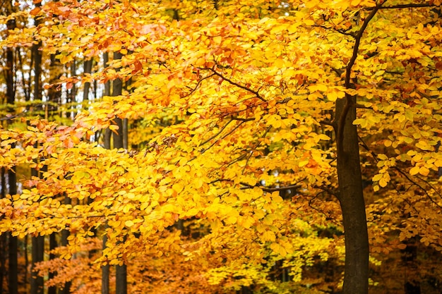 Árboles de otoño en el parque