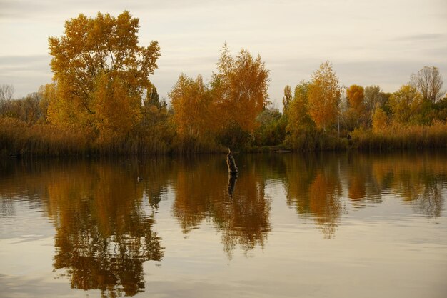 árboles de otoño reflejados en el agua del lago