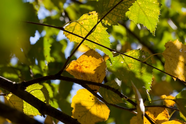 árboles en el otoño